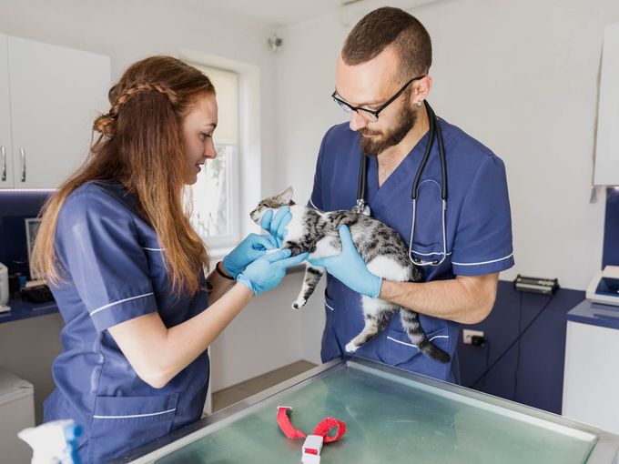 Veterinarian examining a dog in clinic