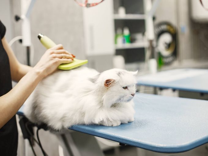 Professional dog grooming salon workspace