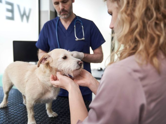 Veterinarian examining a dog in clinic